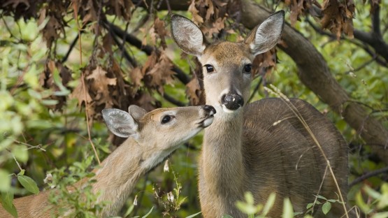 N.B. monitors deer for COVID-19 after study finds 'nearly extinct' variants  mutating