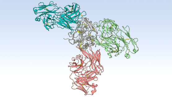 Pew grant project to design hepatitis C vaccine built on natural ...