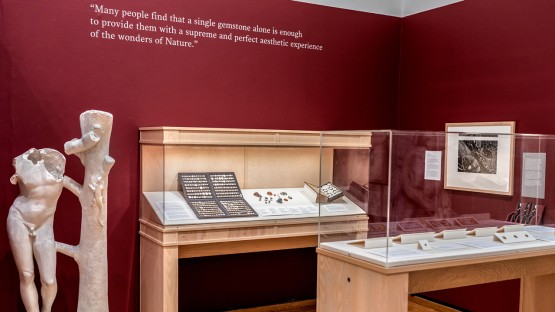 Museum exhibit illuminates Pliny's study of art, nature - Vimarsana News