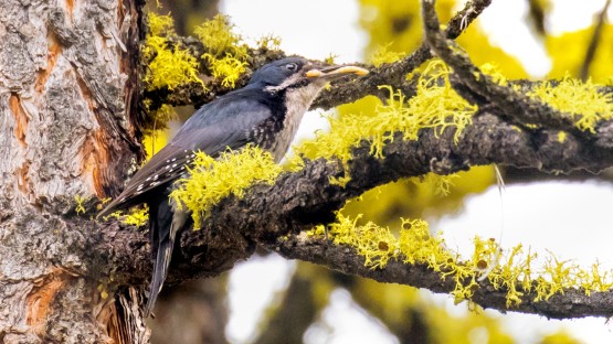 Woodpecker helps managers promote new life in burned forests - Vimarsana News
