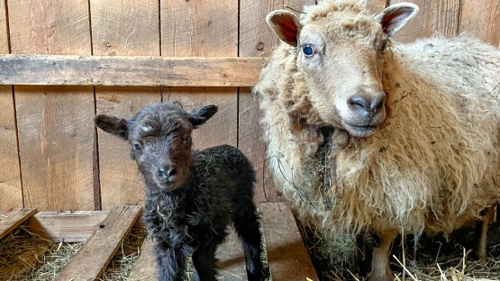 Cornell Veterinary farm call service saves mother sheep - Vimarsana News