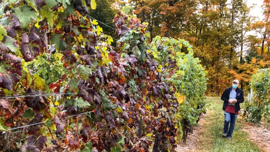 New York State Launches Grapevine Certification Program to Protect New  York's Grape Industry