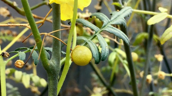 Wild tomato genome will benefit domesticated cousins - Vimarsana News