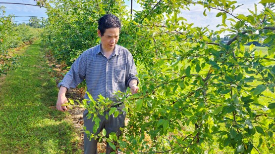 Gene variation makes apple trees 'weep,' improving orchards - Vimarsana News