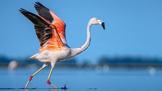 Partnership boosts worldwide bird conservation - Vimarsana News