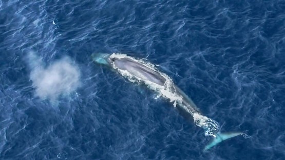 Machine Learning Bests Humans In Whale Call Detection | Cornell Chronicle