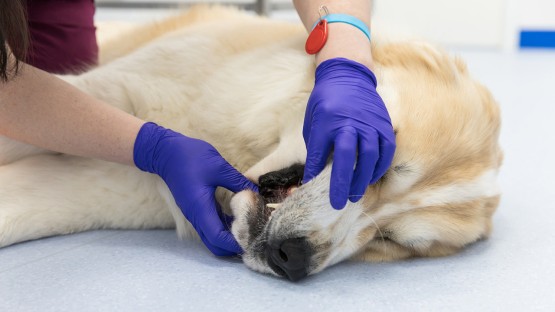 Parallels in human, dog oral tumors could speed new therapies - Vimarsana News