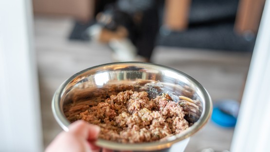 Diets limiting ingredients, not allergens, improve dog GI issues - Vimarsana News