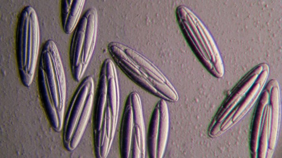 1218_bacteria_0.jpg?itok=OX6p07E5