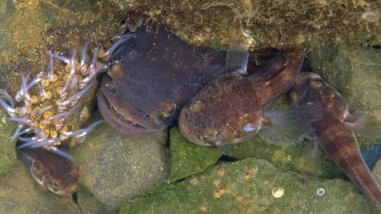 Melatonin, biological clock keep singing fish on time | Cornell Chronicle