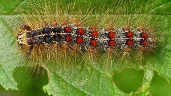 Image result for gypsy moth