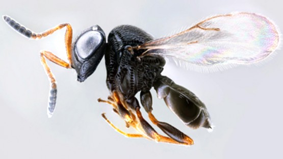 Scientists sic samurai wasps on stink bugs | Cornell Chronicle