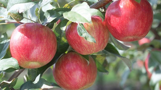 Cornell Orchards Store Apple Bake Off Nov 3 Benefits United Way Cornell Chronicle