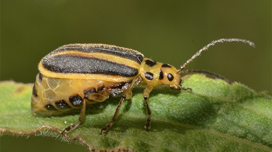 Plants' chemical messages keep pests moving | Cornell Chronicle