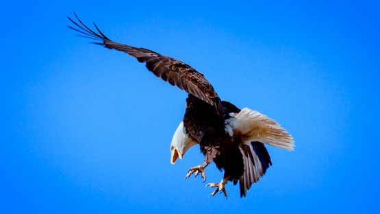 Eagle Bird Prey Hawk Aquila Eaglet Falcon Griffin Playing Baseball