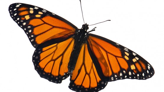 Scientists retrace monarch’s toxin-immunity evolution | Cornell Chronicle