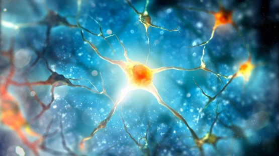 Study links high-salt diet and cognitive impairment | Cornell Chronicle
