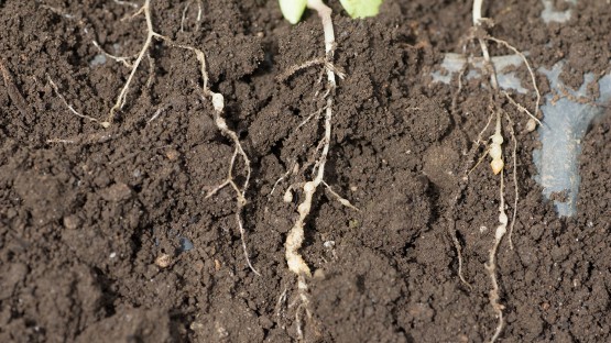 roundworm yard treatment