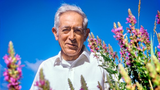 Pimentel, professor emeritus and environmental scientist, dies at 94 - Cornell Chronicle