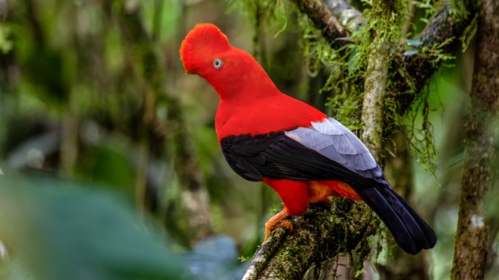 Take a virtual global tour with Birds of the World | Cornell Chronicle