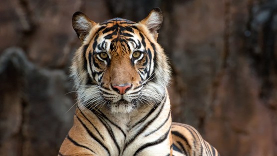 Tiger at NYC's Bronx Zoo tests positive for COVID-19