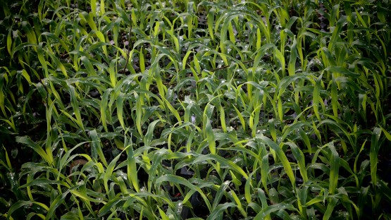 State Integrated Pest Management welcomes new director | Cornell Chronicle