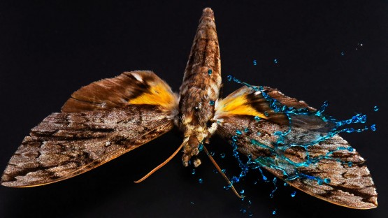 Armor on butterfly wings protects against heavy rain | Cornell Chronicle - Cornell Chronicle