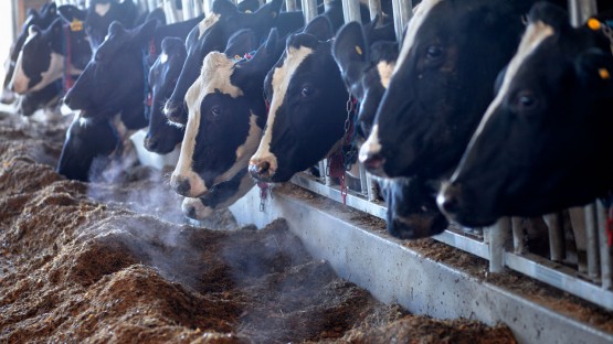 USDA funds study of dairy cattle's environmental footprint | Cornell  Chronicle