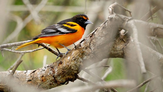 Similar Species to Baltimore Oriole, All About Birds, Cornell Lab