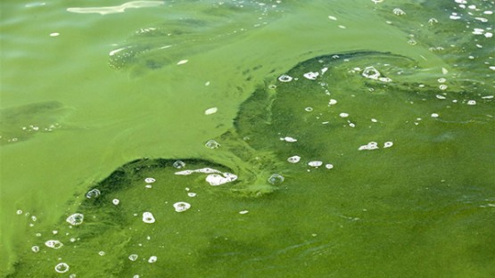 Toxic algae blooms cause illness, death in dogs | Cornell Chronicle