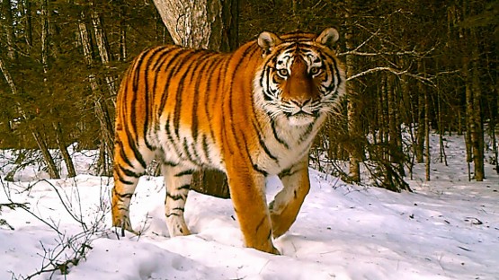 amur tiger