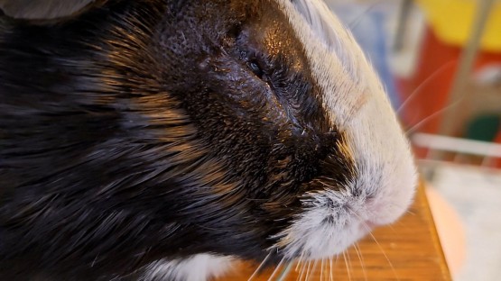 Guinea pig loses an eye but gains a herd Cornell Chronicle