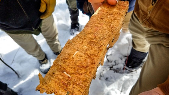 Cornell removing ash trees, as replanting effort launches - Vimarsana News