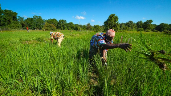 Black farming and food security topic of next Rural Humanities webinar - Vimarsana News