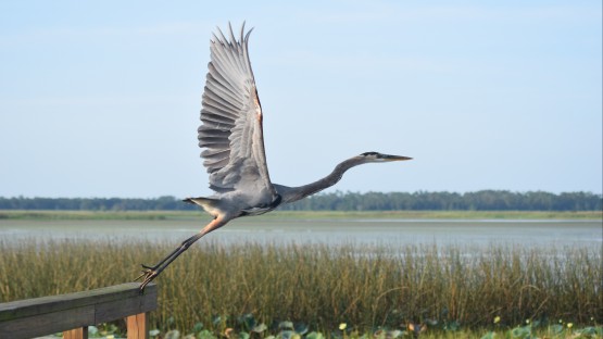 Cornell Humphrey Fellows help conserve local wetland habitats - Vimarsana News