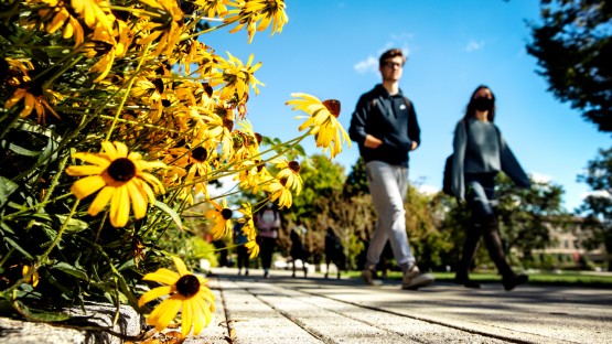 Black eyed susans line the Ag Quad.