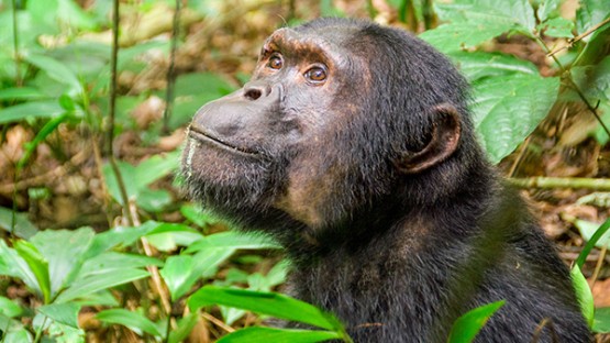 Gli antenati dei primati probabilmente hanno lasciato gli alberi per sopravvivere all’asteroide