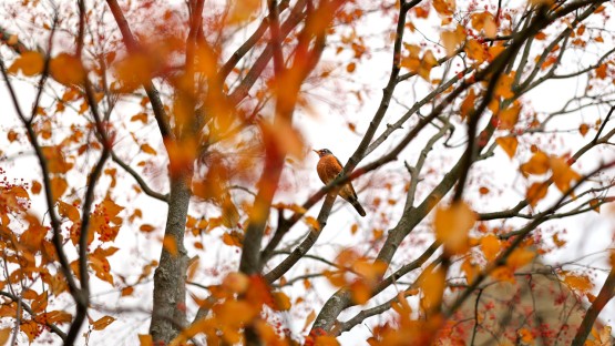 A robin sits in a tree on Libe Slope.