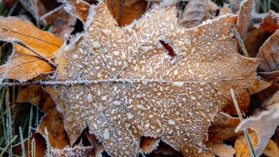 Frost-covered leaf.