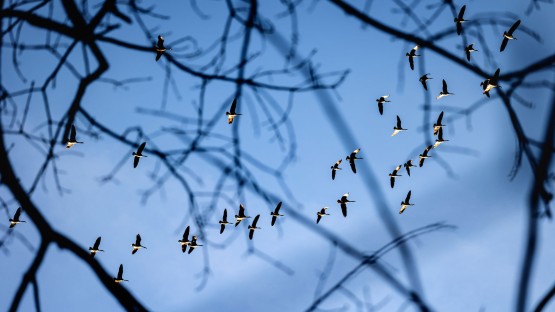 A flock of geese flies over Beebe Lake in winter. 