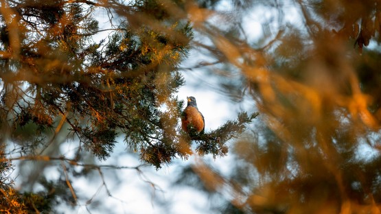 A robin has a sunset snack in the Cornell Botanic Gardens.