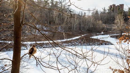 A raptor peers over a frozen Beebe Lake.
