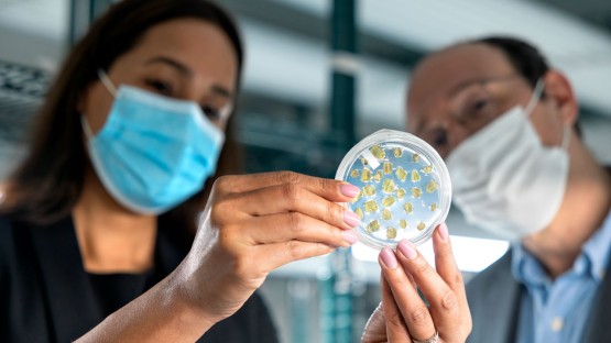 Gagan Sidhu, Ph.D. '11, left, and Luc Mathis, of Meiogenix, examine seed specimens in a growth lab.