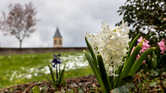 Flowers blossom near Wee Stinky Glen.