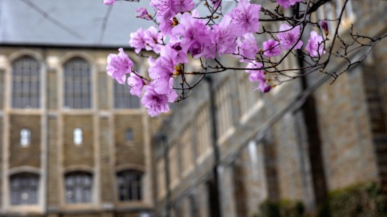 Spring blossoms swing in the breeze near Willard Straight Hall.