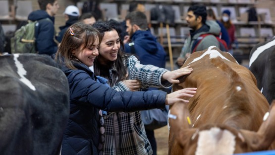 Students pet livestock