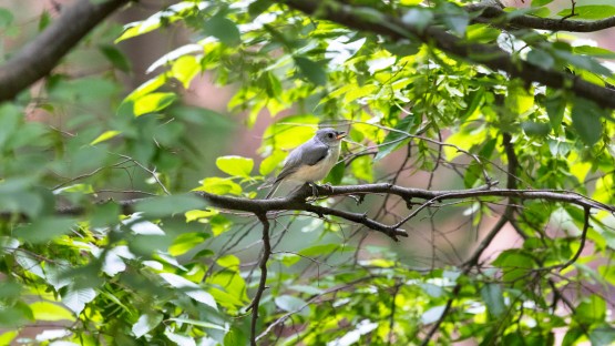 Birds along the Cascadilla Gorge Trail 
