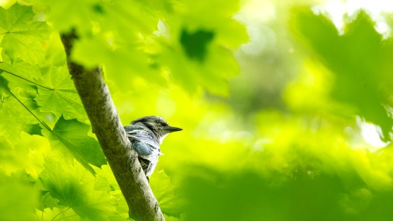 Birds along the Cascadilla Gorge Trail 