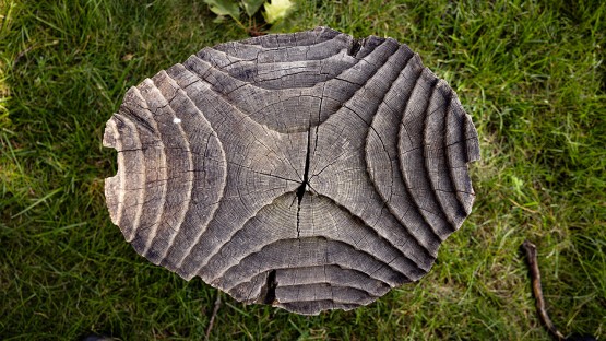 A carved stump rests in the grass outside Sibley Hall.