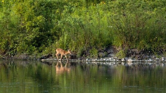 A fawn feeds on Werly Island at Beebe Lake.